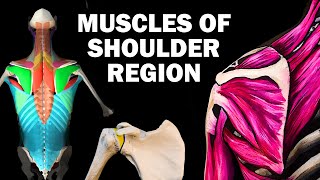 UPPER LIMB MUSCLES 26  SHOULDER REGION [upl. by Domel428]