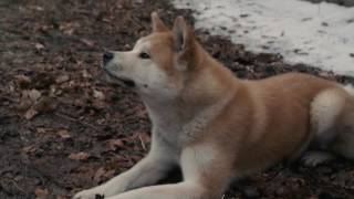 AFFIRM Films Presents Hachi A Dogs Tale [upl. by Jeffries]