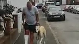 Limping dog copies his injured owner out of sympathy [upl. by Lrat]