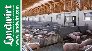 Tiergerechte Stallkonzepte für Schweine  landwirtcom [upl. by Tnek]