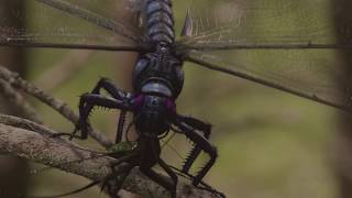 358 million years ago Giant prehistoric predator dragonfly [upl. by Avot]