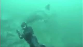 Diver lucky to escape great white shark attack [upl. by Glasgo]