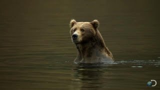 Filming Kodiak Bears Underwater  North America [upl. by Eniamraj]