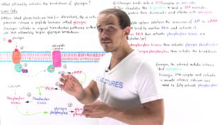 Glucagon Signal Pathway [upl. by Nnyleuqaj]