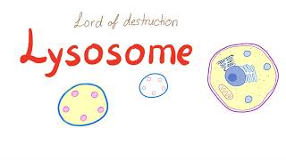 Lysosome [upl. by Elocen766]