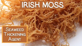 Irish Moss Seaweed A Nutritious Thickening Agent [upl. by Box541]