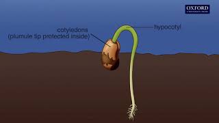 Animation 141 Seed germination [upl. by Eiliab]