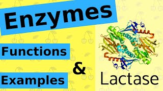 What are Enzymes amp How Do They Work [upl. by Egiedan]