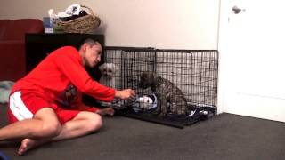 Help stop puppy cry or bark in crate at night Puppy crate training [upl. by Aciras]