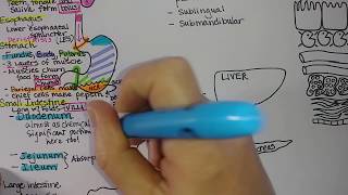 Digestive System  Summary [upl. by Simsar]