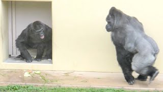 Silverback worried about Grandma Gorilla｜Shabani Group [upl. by Sille334]