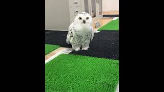 OWL BIRDS🦉 Funny Owls And Cute Owls Videos Compilation 2021 022  CLONDHO TV [upl. by Nol192]