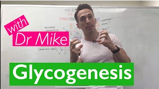 Glycogenesis amp Glycogenolysis [upl. by Ennayelhsa]