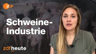 Deutschland deine Schweine Wo die Schnitzel herkommen [upl. by Nnylkoorb]