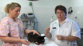 How to Give a Cat Subcutaneous Fluids at Home [upl. by Nosila900]