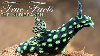 True Facts Freaky Nudibranchs [upl. by Bez486]