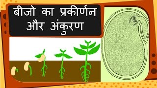 Science  Plant reproduction Seed and Germination  Hindi [upl. by Durkin680]