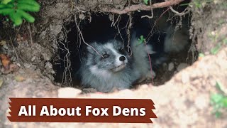 Fox Dens  How to Identify a Fox Den [upl. by Laurene]