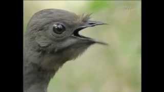 Faszinierend Australischer LeierSchwanz  Bird sounds from the lyre bird  BBC wildlifee  Arte [upl. by Stone]