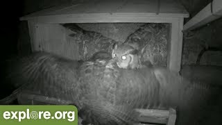 Great Horned Owl ATTACKS Peregrine Falcon Nest [upl. by Llenwahs]