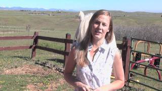 Beginner Horse Training Basics [upl. by Cotsen]