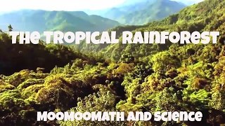 The Tropical Rainforest Biome Facts [upl. by Arvid543]