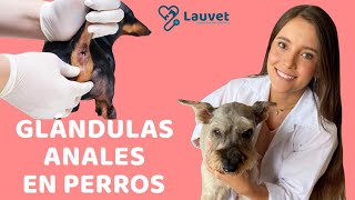 GLÁNDULAS ANALES EN PERROS  Todo lo que debes saber  Lauvet [upl. by Lateh]