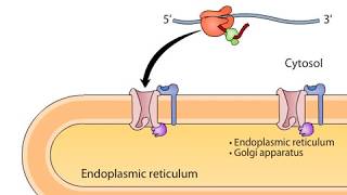 cotranslational targeting of secretory proteins to ER [upl. by Arrehs]