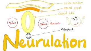 Embryology of Nervous System  Neurulation  Neural Tube amp Neural Crest  Embryonic Disc Folding [upl. by Laemaj]