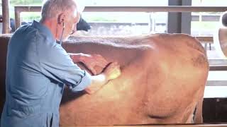 Clinical examination of the cow [upl. by Jamaal893]