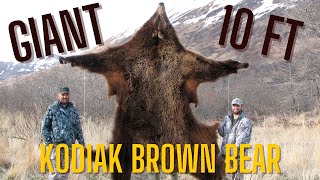 Giant 10Foot Kodiak Island Alaska Brown Bear Hunt [upl. by Antrim]