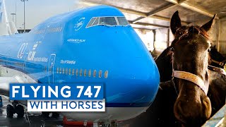 Flying KLM B747400 Combi with Horses [upl. by Loziram]