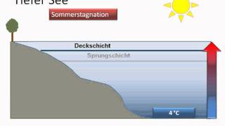 Ökologie Aufbau des Sees Jahreszeiten [upl. by Idna]