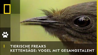 TIERISCHE FREAKS  Kettensäge amp Autoalarm Vogel mit Gesangstalent  National Geographic [upl. by Gabrielle]