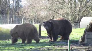 big Kodiak and grizzly bear [upl. by Rosenblast]