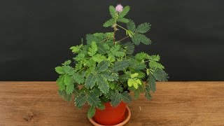 Growing the Sensitive Plant Mimosa pudica [upl. by Bina]