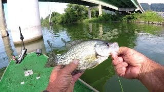 Catching Live Bait For Summertime Crappie Fishing [upl. by Hanschen]