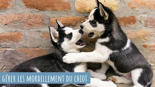 COMMENT GÉRER LES MORDILLEMENTS DU CHIOT [upl. by Nylzaj]