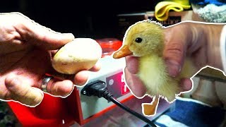 Incubating Duck Eggs from START TO FINISH  Rite Farm 3600 Incubator [upl. by Enila]