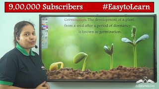 Germination of Seed Diagram  Class 5  CBSE  NCERT  ICSE [upl. by Auhsuj]