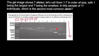 How to understand Gel Electrophoresis results 1 [upl. by Maril984]