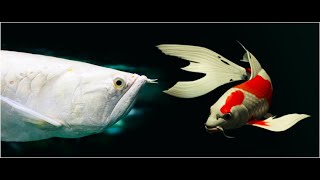 Best Top 5 Silver Arowana Fish Feeding  South American Arowana Feeding Video [upl. by Galligan]