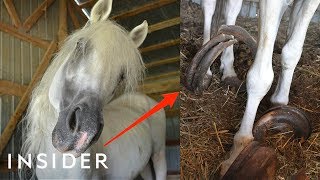 Rescue Horse With 30Pound Hooves Can Walk Again  Insider [upl. by Hightower153]