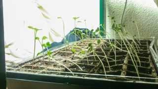 Phototropism Timelapse  Radish Plants [upl. by Ruhl383]