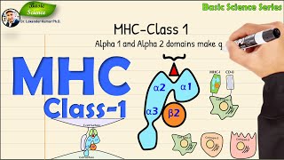 MHCClass 1  Structure and Function  Immunology  Basic Science Series [upl. by Berl]