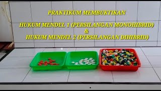 Praktikum Kancing Genetika Hukum Mendel 1 amp 2 Persilangan Monohibrid amp Dihibrid Biologi Kelas XII [upl. by Prem]