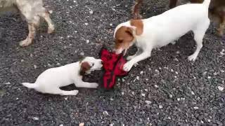 Chien Chiot qui aboie Baby Jack Russel VS Mother Jack Russel amp Duck [upl. by Wiebmer]