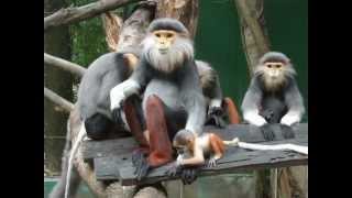 Douc Langur At Safari World Zoo Bangkok Thailand [upl. by Currey]