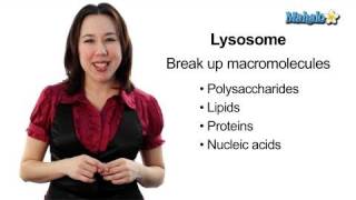 Learn Biology Cells—Lysosomes [upl. by Baten]