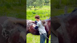 Vinícios sempre foi muito companheiro do Fábio Graças a Deus ele é um bom menino  vlog fazenda [upl. by Grosmark]